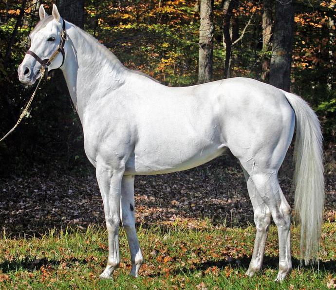 Click here to view TIDAL VOLUME